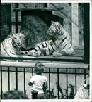 One of the briston Zoo's pair of white tigers. - Vintage Photograph