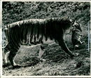 Tiger carrying in her mouth the cub. - Vintage Photograph