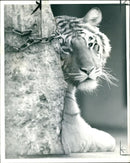Laxmi a tiger presented to the zoo. - Vintage Photograph