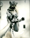 Tiger cub at London Zoo. - Vintage Photograph