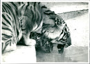 somantran tigeress at london zoo - Vintage Photograph