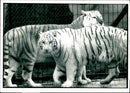 Two white tiger. - Vintage Photograph