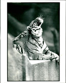 somantran tigeress at london zoo - Vintage Photograph