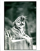 somantran tigeress at london zoo - Vintage Photograph