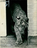 Malayan tigress at london zoo. - Vintage Photograph