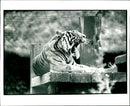 Somatran tiger. - Vintage Photograph