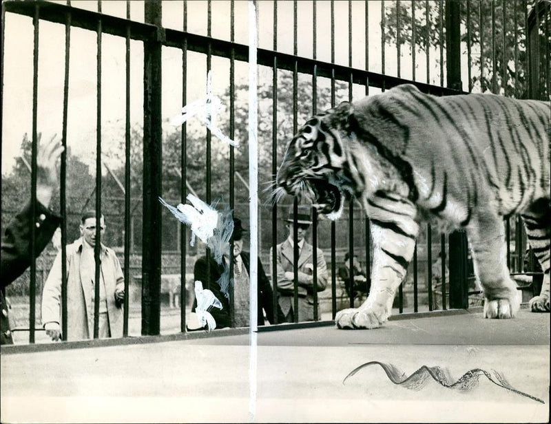 Siberian Tiger at London Zoo. - Vintage Photograph