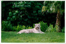 White Bengal tiger Miami Metro Zoo. - Vintage Photograph