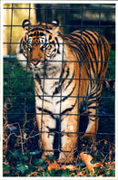 Esso tigers at London Zoo. - Vintage Photograph