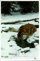 Siberian tiger at Colchester Zoo. - Vintage Photograph