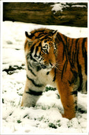 The Siberian Tiger at Howletts Zoo park. - Vintage Photograph