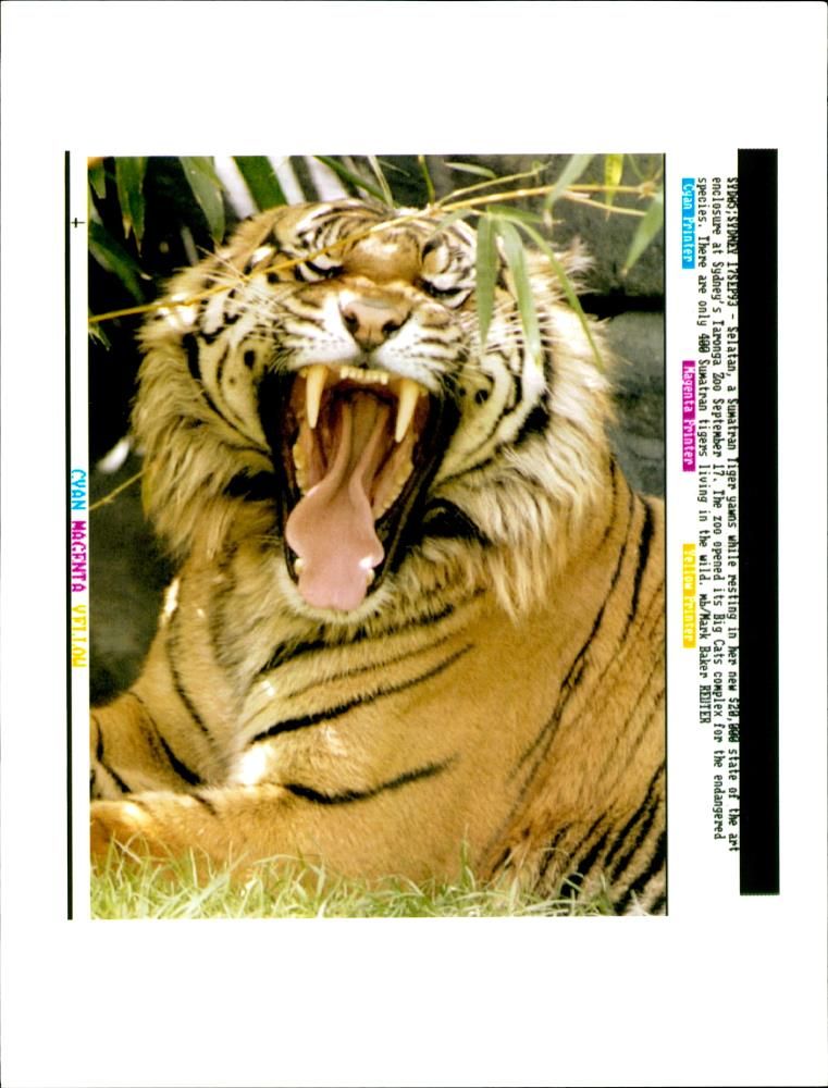 A sumatran tiger yawns. - Vintage Photograph