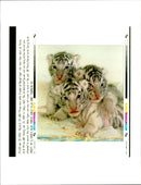 3 week old bengal tiger cubs. - Vintage Photograph