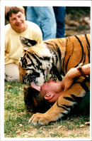 Khan Bengal Tiger - Vintage Photograph