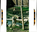 Tiger at Whipsnade Zoo - Vintage Photograph