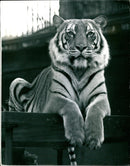 Tiger recent arrival at  the London Zoo. - Vintage Photograph