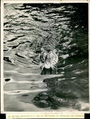 Tigers at Whipsnade Zoo swimming in the pool. - Vintage Photograph