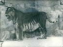 Painting of a Bengal tiger - Vintage Photograph