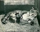 Tiger cub feeds breast milk of Tigress mother at Whipsnade Zoo - Vintage Photograph
