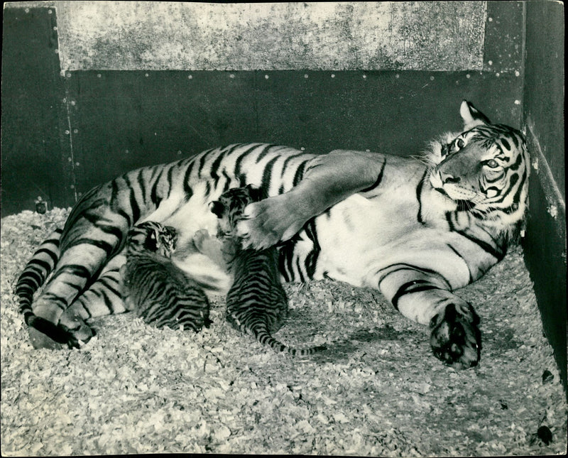Tiger cub feeds breast milk of Tigress mother at Whipsnade Zoo - Vintage Photograph