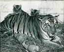 Tiger cubs poses behind the tigress mother - Vintage Photograph