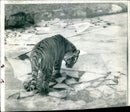 One Bengal tiger at Chester Zoo walking on ice needs care - Vintage Photograph
