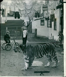 'Nizam', a Bengal tiger with Mrs Alex Kerr, wife of Bertram Mills - Vintage Photograph