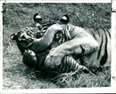 A three-month old tiger cub sleeps in its mother's arms - Vintage Photograph