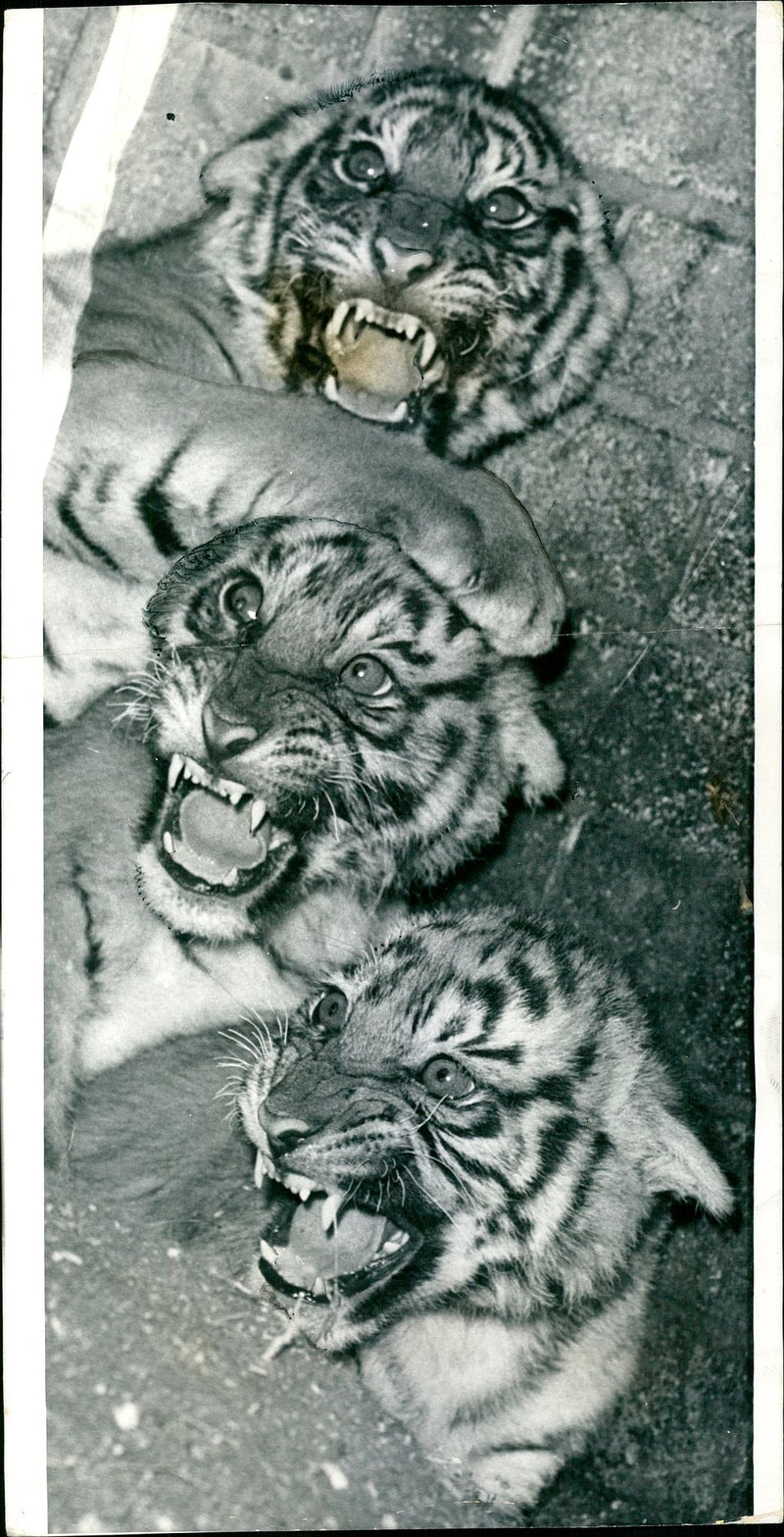 The female tiger cub triplets baring their teeth - Vintage Photograph