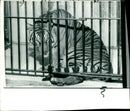 The Bengal tigress licks her 'wounds' at Edinburgh Zoo - Vintage Photograph