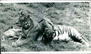 A pair of Bengal tiger cub romp with their mother in Whipsnade Zoo - Vintage Photograph