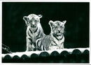A pair of Bengal tiger cub - Vintage Photograph