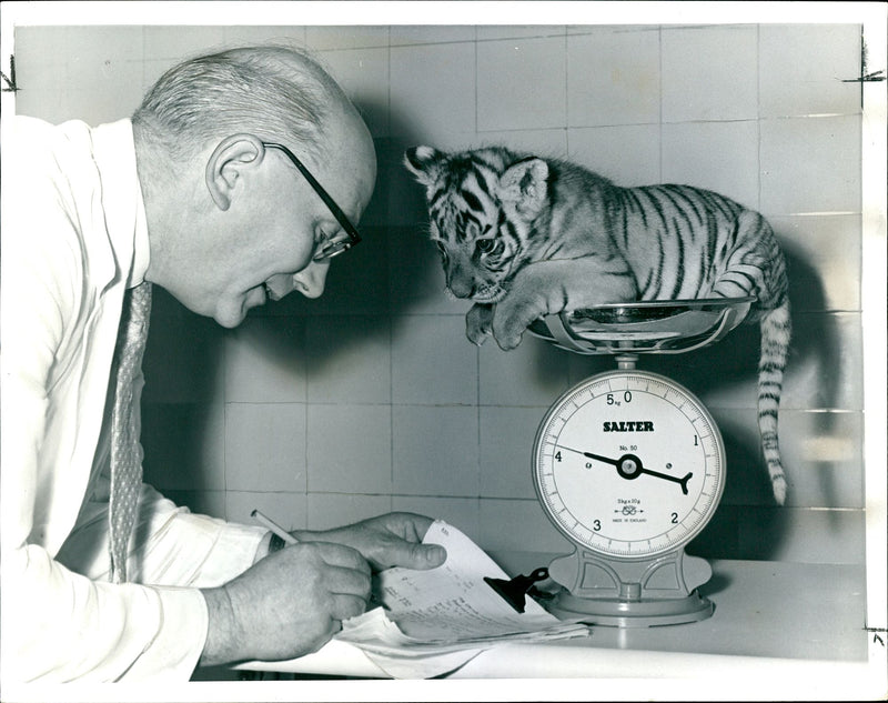 A tiger cub abandoned by its mother reared by Jane Goodall - Vintage Photograph