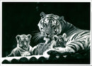 A pair of Bengal tiger cub romp with their mother in Whipsnade Zoo - Vintage Photograph