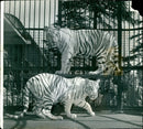 A pair of rare white tigers at Bristol Zoo - Vintage Photograph