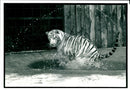 Rare white Tiger being trained by keeper - Vintage Photograph