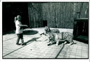 Two rare white Tigers with their keeper Mary Chipperfield - Vintage Photograph