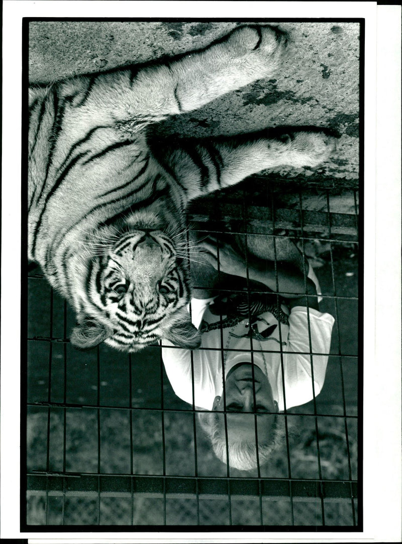 A rare white Tiger with animal trainer Mary Chipperfield - Vintage Photograph