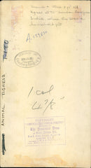 Diana, a 2 year-old Tigress at the London Zoo - Vintage Photograph