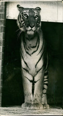 Diana, a 2 year-old Tigress at the London Zoo - Vintage Photograph