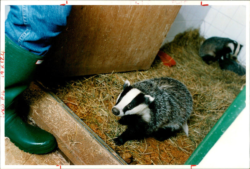 Animal Badger Wildlife Hospital. - Vintage Photograph