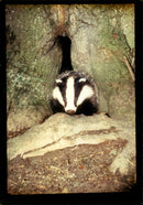 Animal Badger-Watchers need patience. - Vintage Photograph