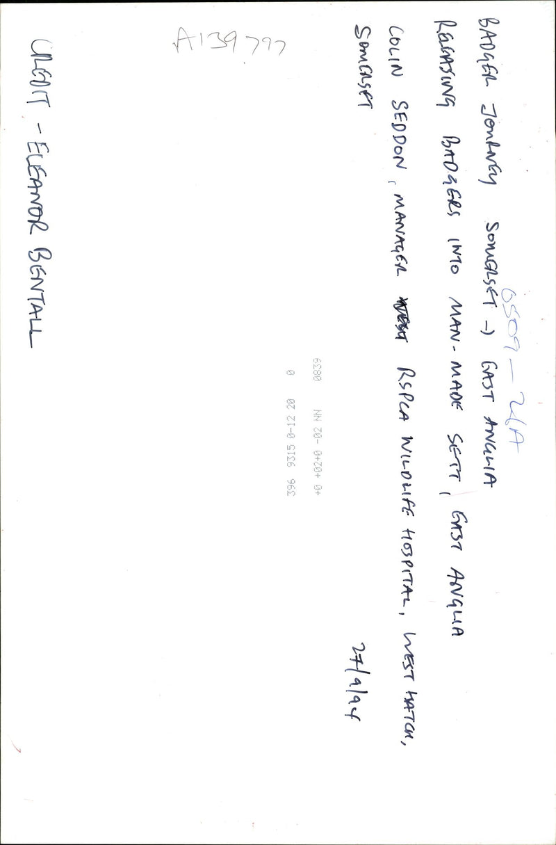 Animal Badger - Vintage Photograph