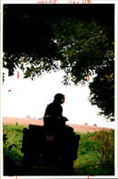 Animal Badger - Vintage Photograph