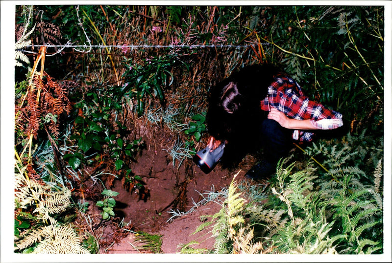 Animal Badger, Damaged by Diggers. - Vintage Photograph