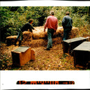Animal Badger Man Made covering. - Vintage Photograph