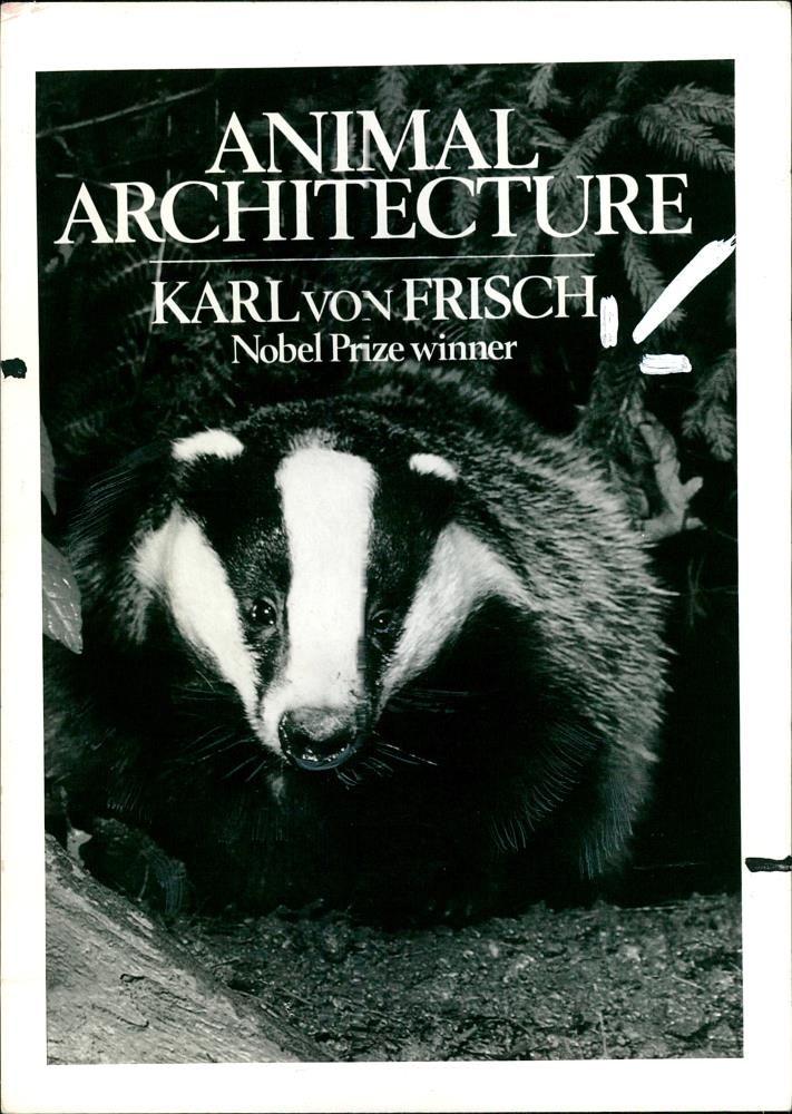 The Badger Animal Architecture. - Vintage Photograph