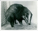 The Rare Hog Badgers. - Vintage Photograph