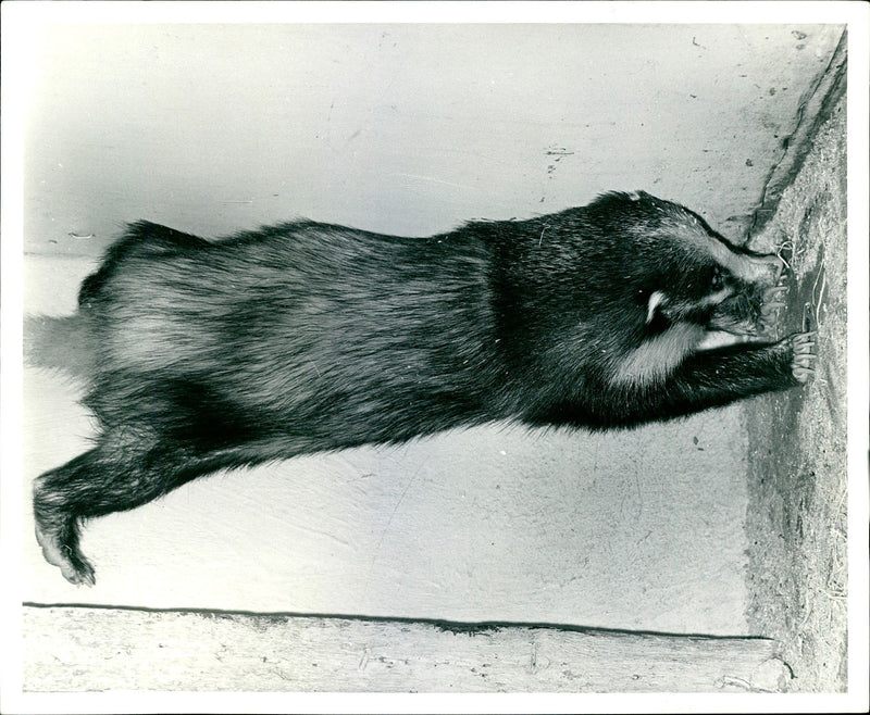 Animal Badger Rooting in the ground. - Vintage Photograph