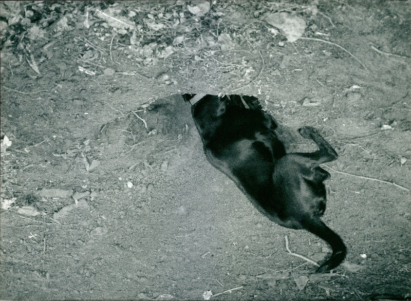 Animal Badger - Vintage Photograph